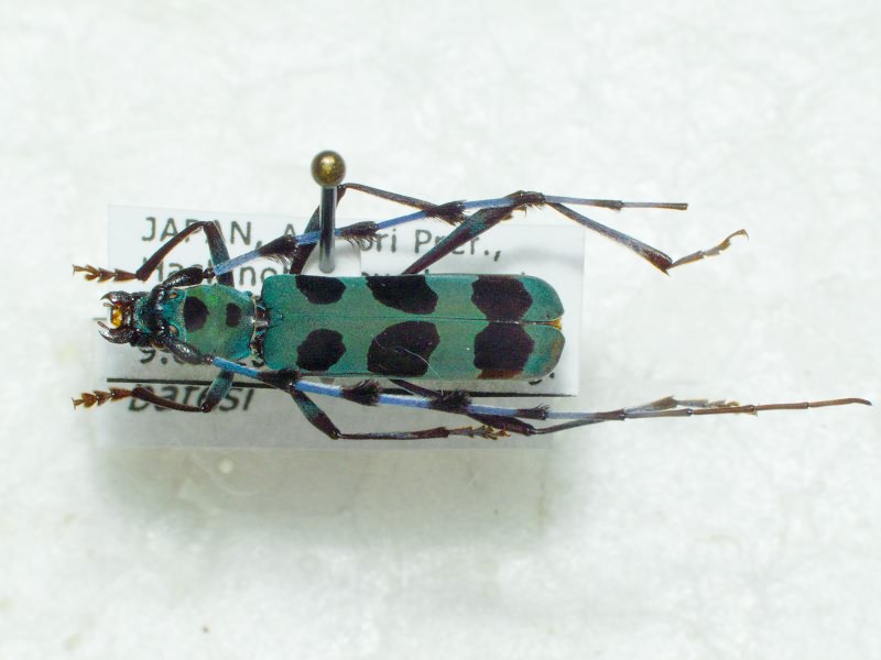 Rosalia batesi Harold, 1877